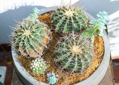 Cactus - Toronto Flower Gallery