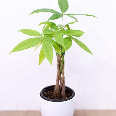 Money Tree