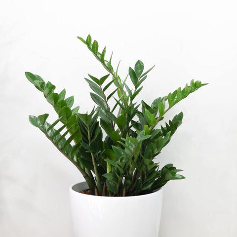 ZZ Plant (12