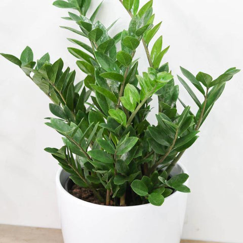 ZZ Plant (12