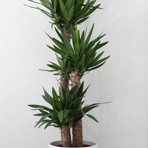 Yucca (Yucca elephantries) 12