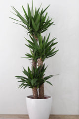Yucca (Yucca elephantries) 12