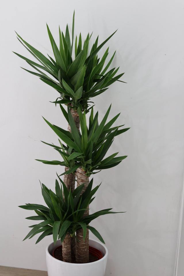 Yucca (Yucca elephantries) 12