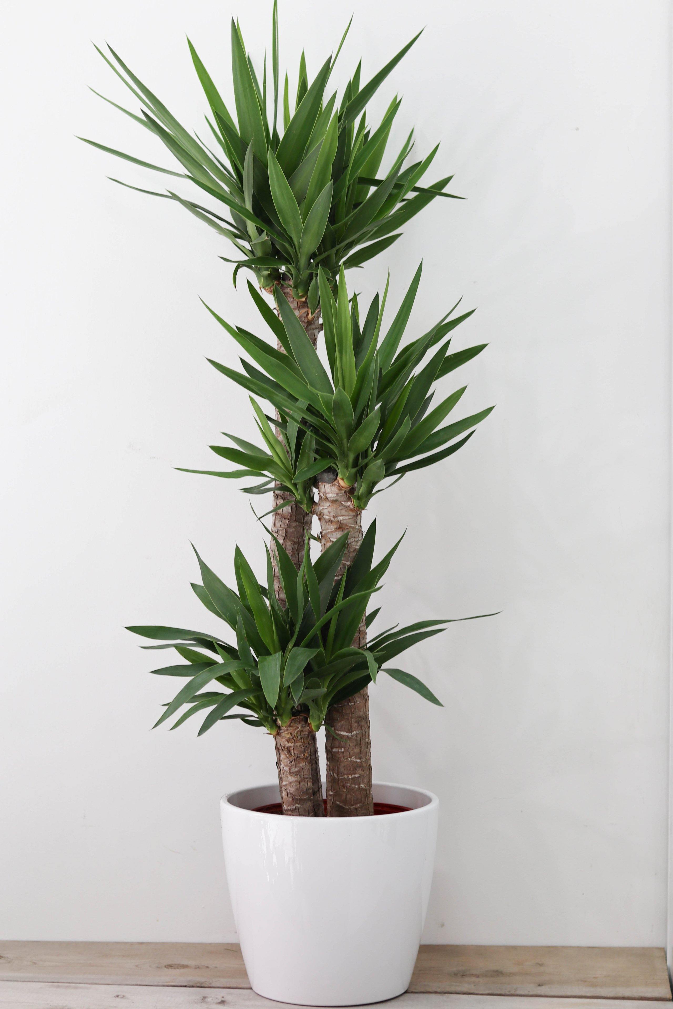 Yucca (Yucca elephantries) 12