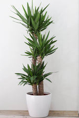 Yucca (Yucca elephantries) 12