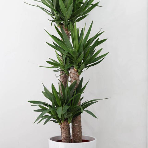 Yucca (Yucca elephantries) 12