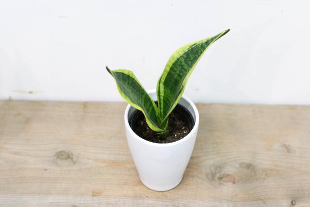 Sansevieria/ Snake Plant (3.5