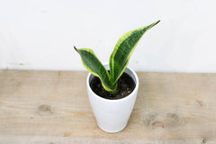 Sansevieria/ Snake Plant (3.5