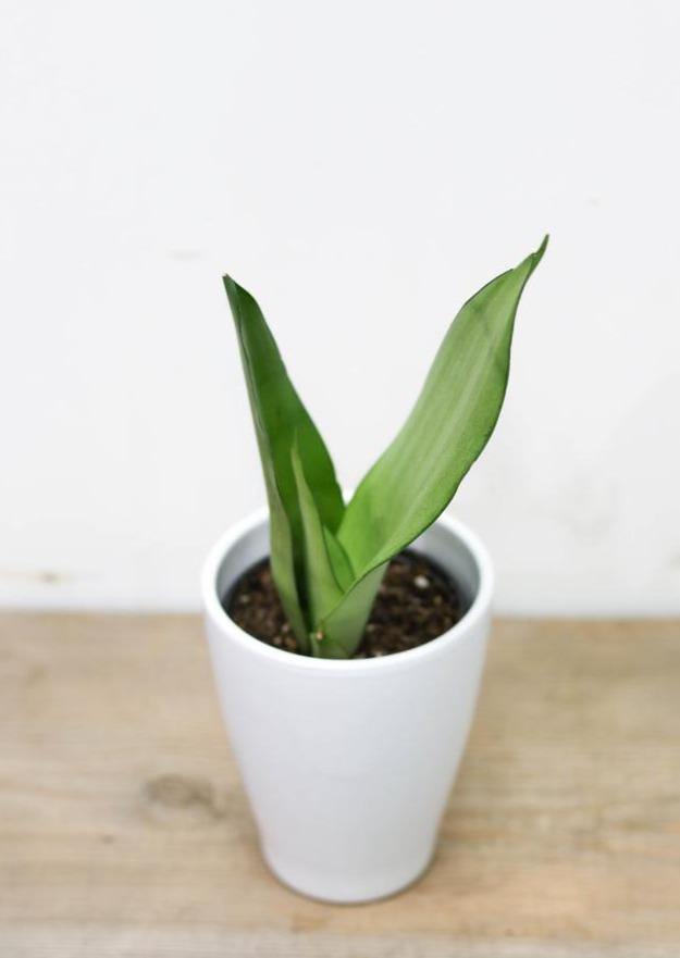 Sansevieria/ Snake Plant (3.5