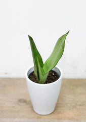 Sansevieria/ Snake Plant (3.5