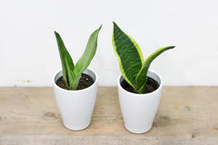 Sansevieria/ Snake Plant (3.5