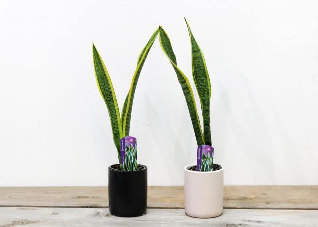 Sansevieria/ Snake Plant (4
