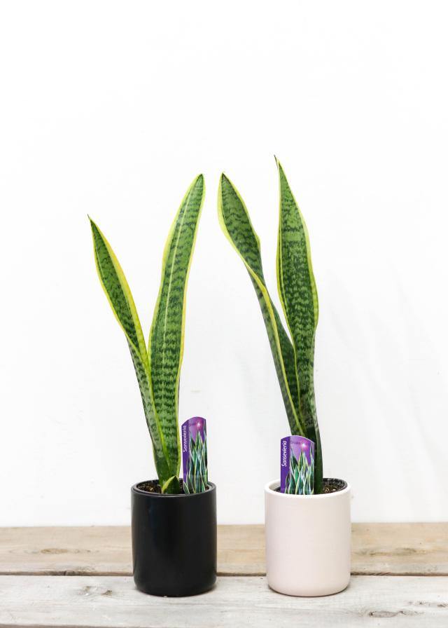 Sansevieria/ Snake Plant (4