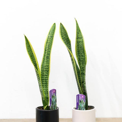 Sansevieria/ Snake Plant (4