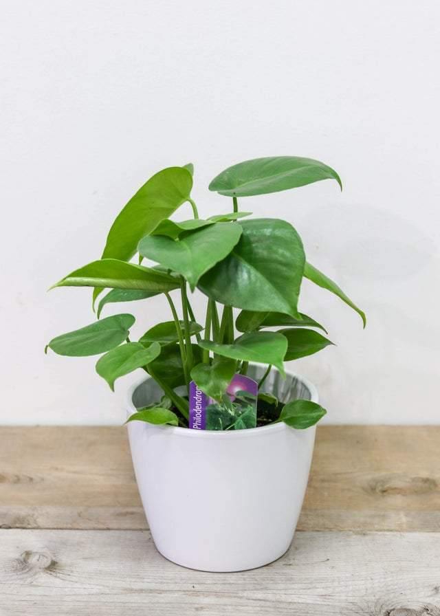 Philodendron/Monstera (4