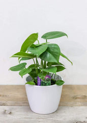 Philodendron/Monstera (4