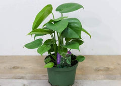 Philodendron/Monstera (4