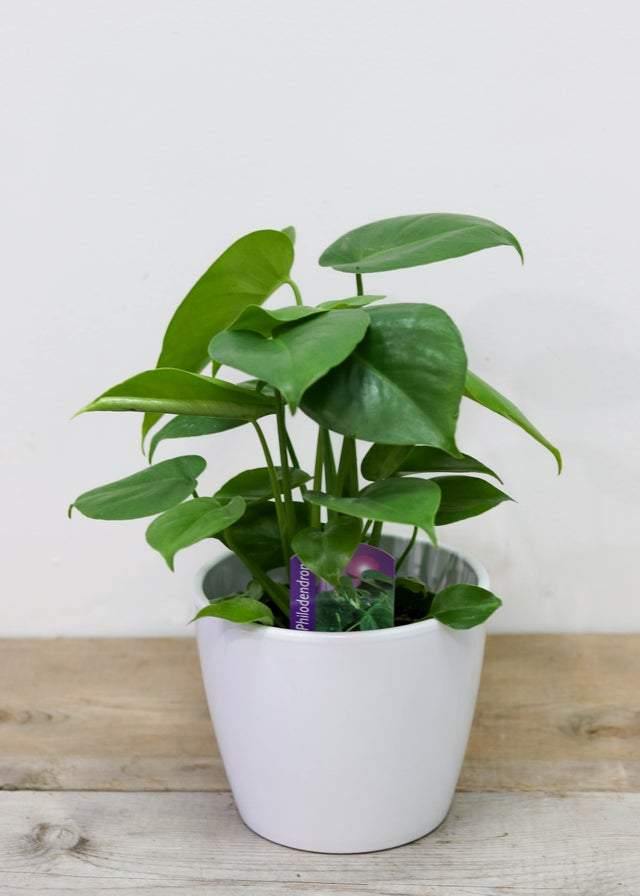 Philodendron/Monstera (4