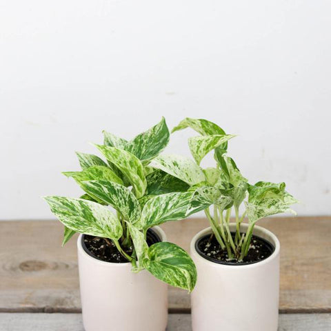 Marble Pothos (3.5