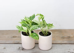 Marble Pothos (4