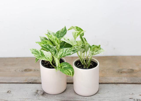 Marble Pothos (3.5
