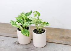 Marble Pothos (4