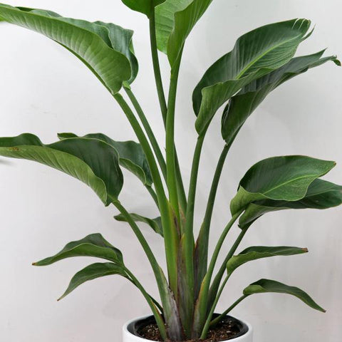 Bird of Paradise (10