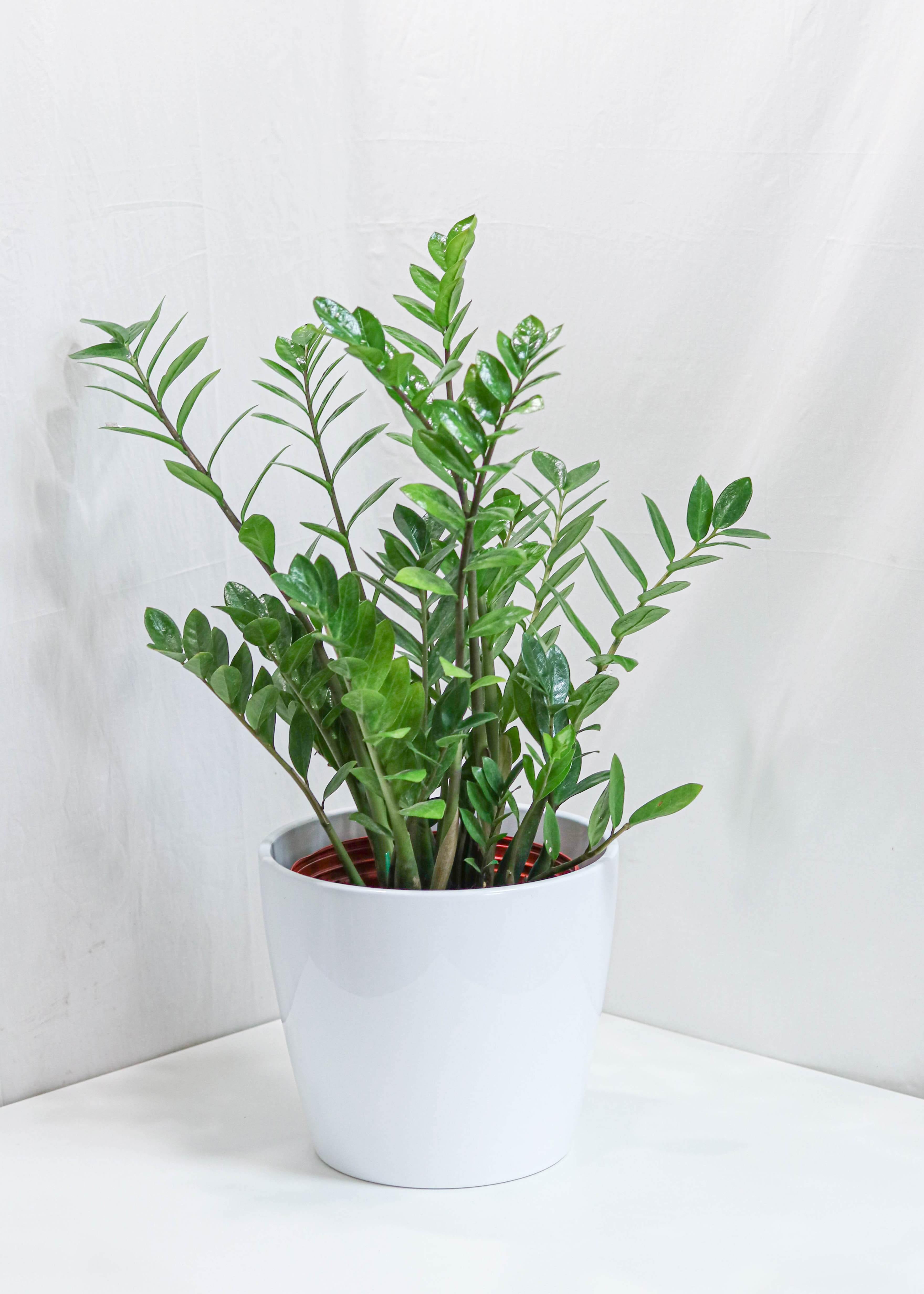 ZZ Plant (10