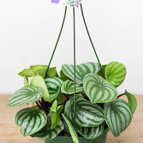Watermelon Peperomia (6