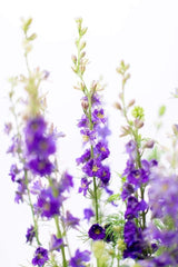 Morning Dew - Toronto Flower Gallery