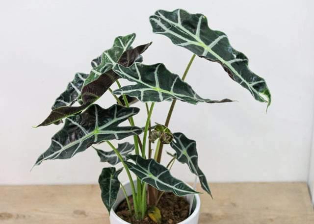 Alocasia Polly (6