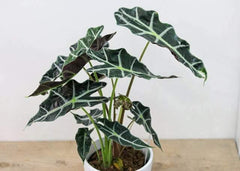 Alocasia Polly (6