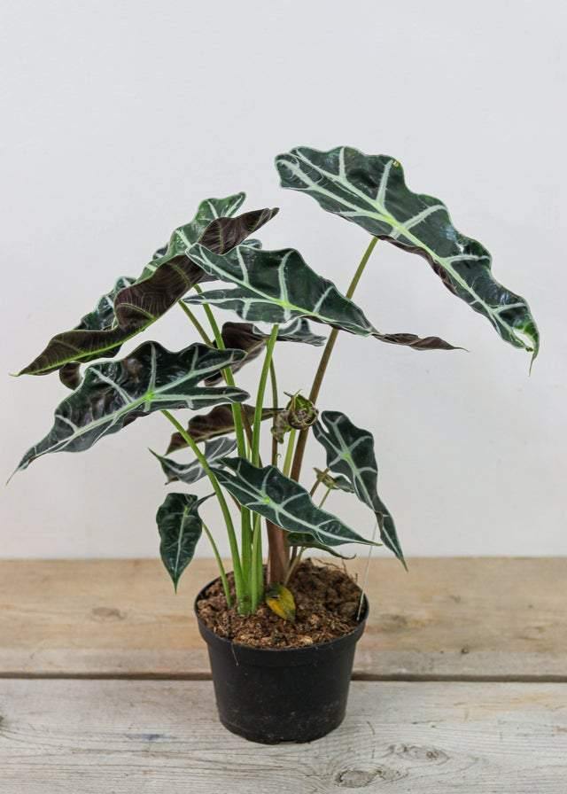 Alocasia Polly (6