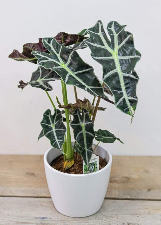 Alocasia Polly (6