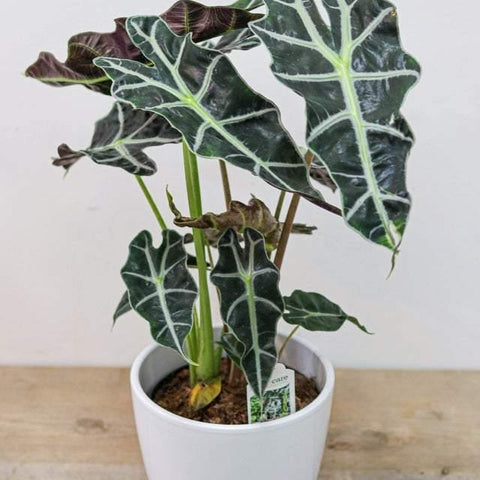 Alocasia Polly