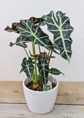 Alocasia Polly (6