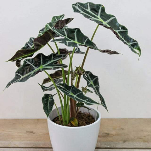 Alocasia Polly