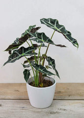 Alocasia Polly (6
