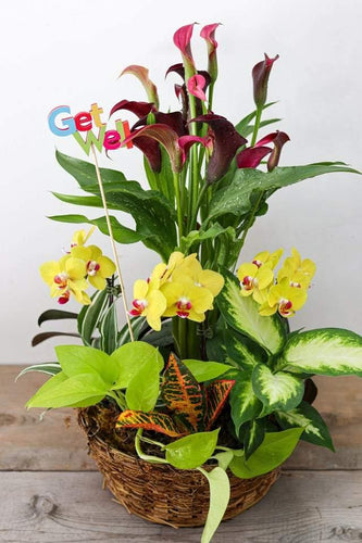 Get Well Dishgarden - Toronto Flower Gallery