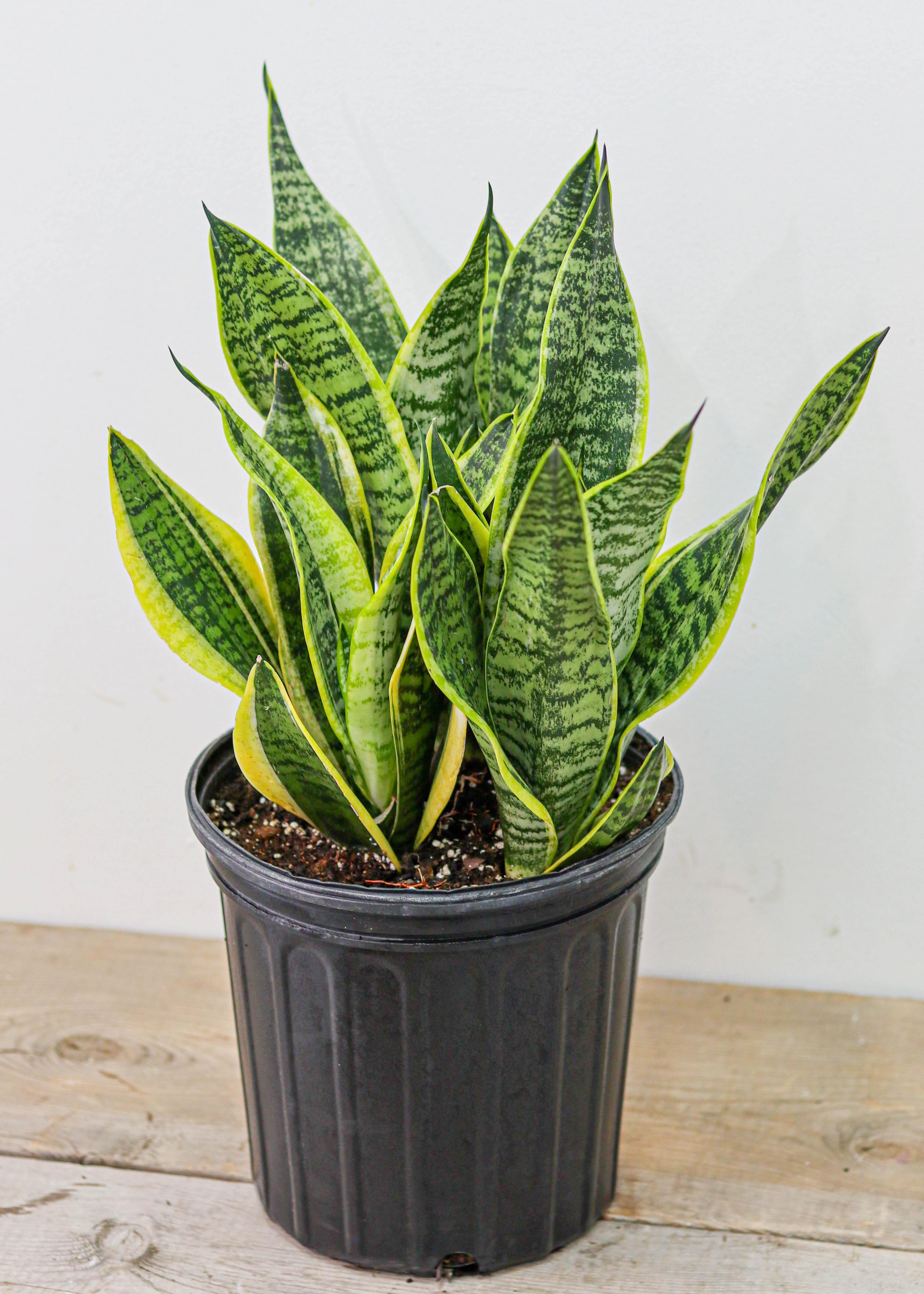 Sansevieria/ Snake Plant (8
