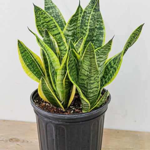 Sansevieria/ Snake Plant (8