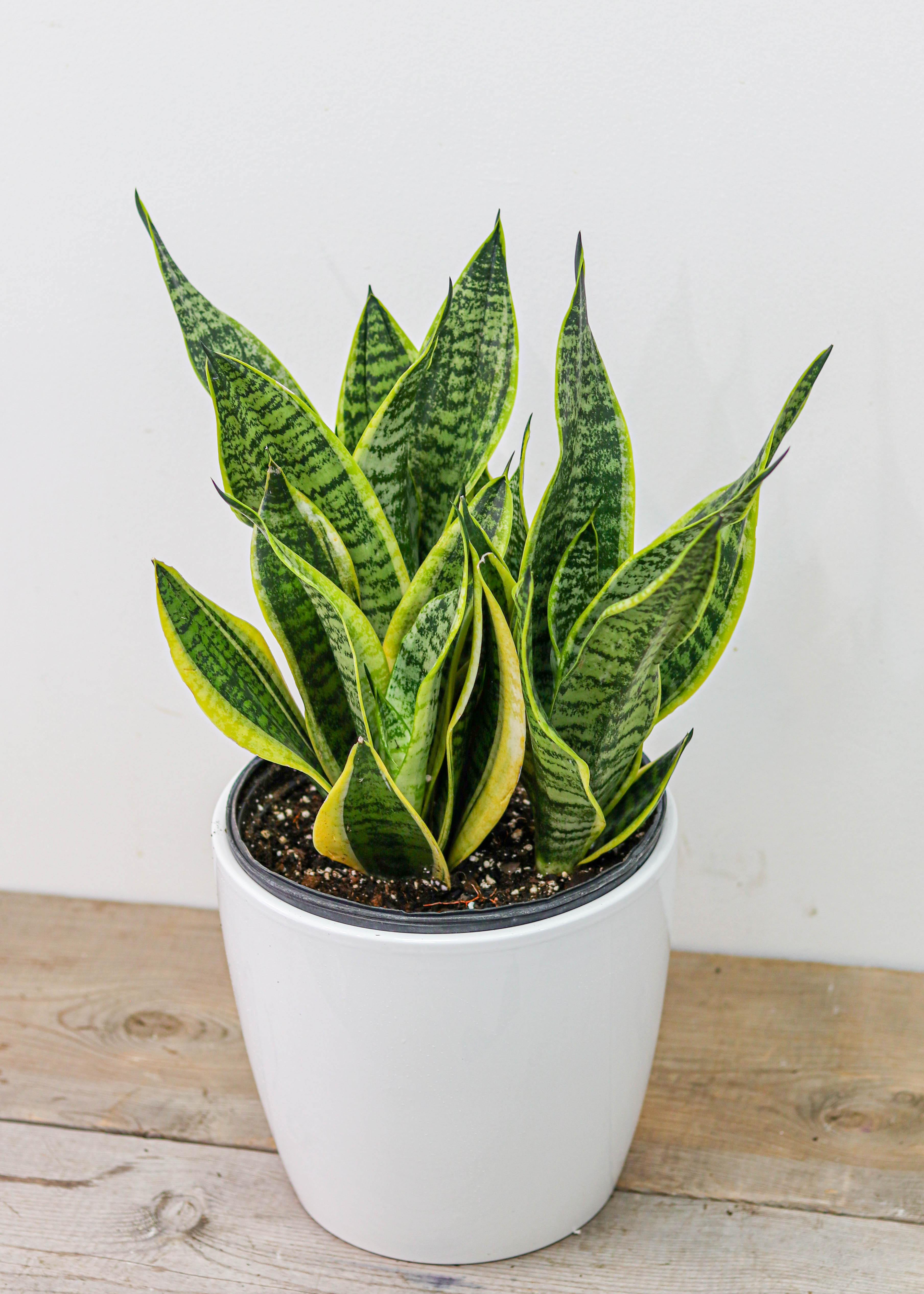 Sansevieria/ Snake Plant (8