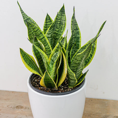 Sansevieria/ Snake Plant (8