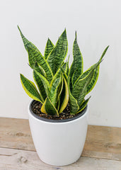 Sansevieria/ Snake Plant (8