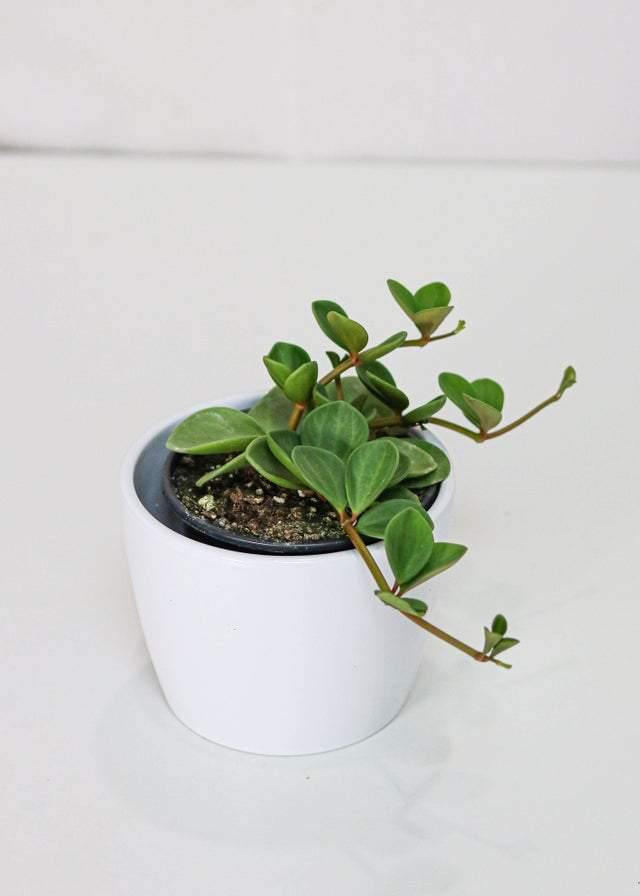Peperomia Hope (4
