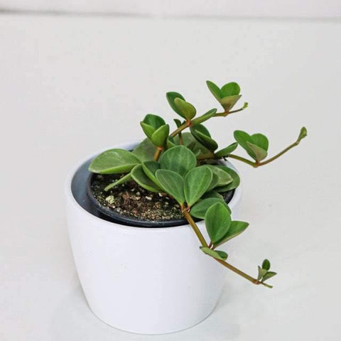 Peperomia Hope (3.5