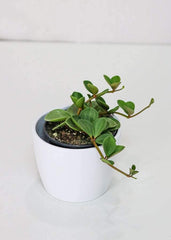 Peperomia Hope (4