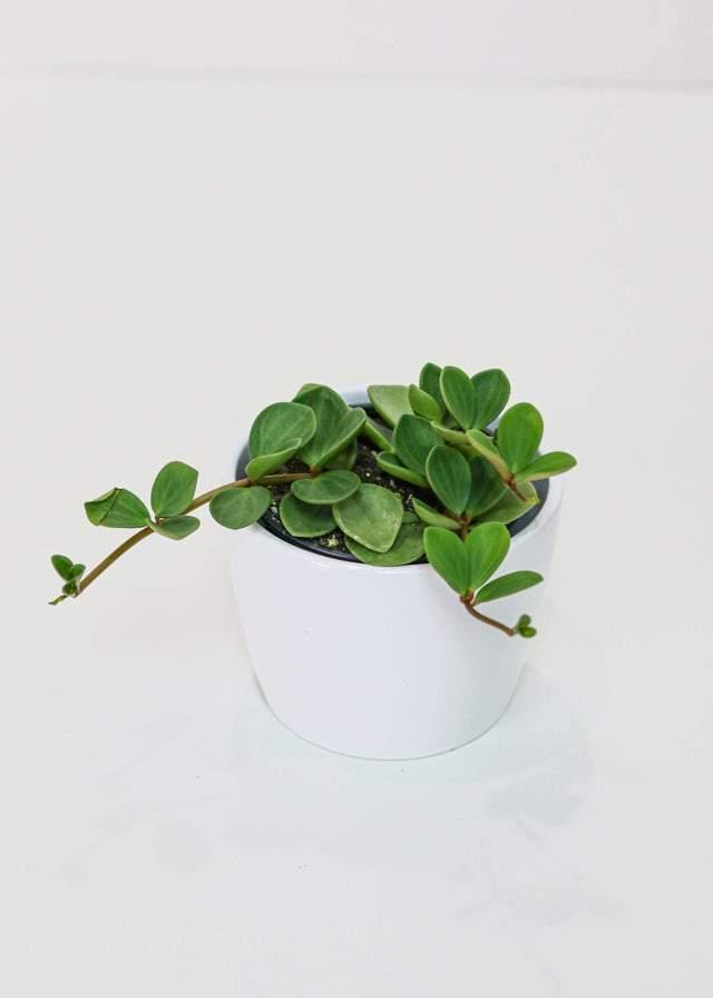 Peperomia Hope (4