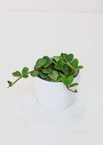 Peperomia Hope (4