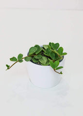 Peperomia Hope (4